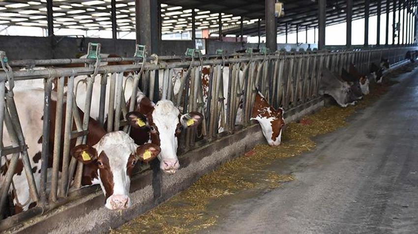 İzmir'de çiftliğini torununa devretmeye hazırlanan dede, şimdiden eğitim veriyor