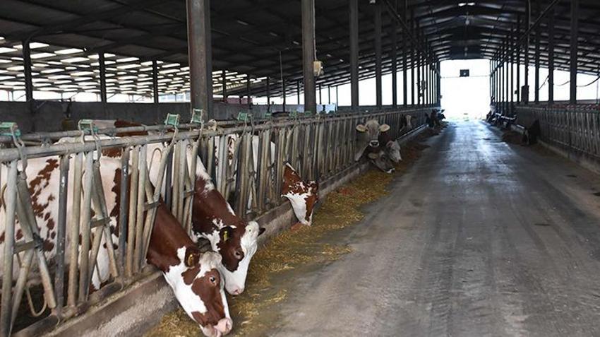 İzmir'de çiftliğini torununa devretmeye hazırlanan dede, şimdiden eğitim veriyor