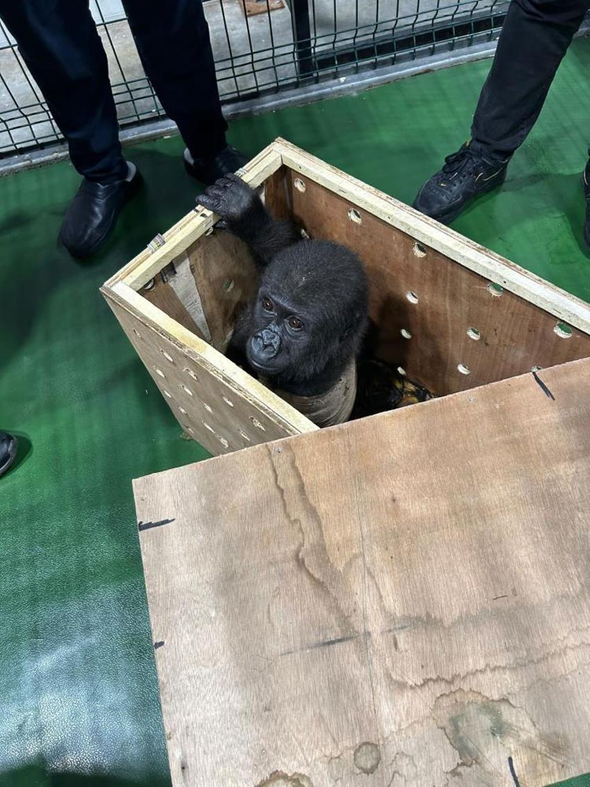 İstanbul Havalimanı'nda bulunan goril yavrusu burada gönderilmiş! Değeri dudak uçuklatıyor