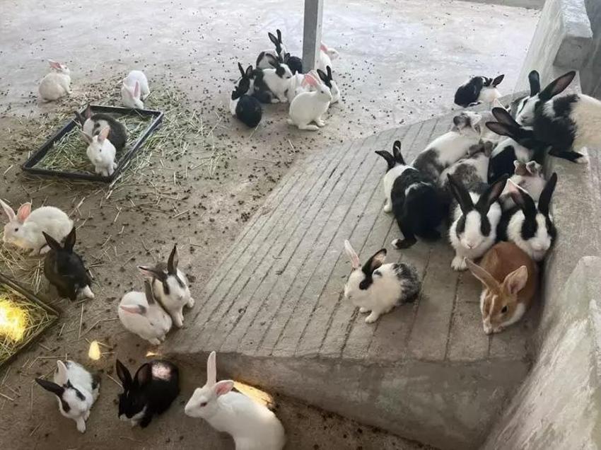 İstanbul Havalimanı'nda bulunan goril yavrusu burada gönderilmiş! Değeri dudak uçuklatıyor