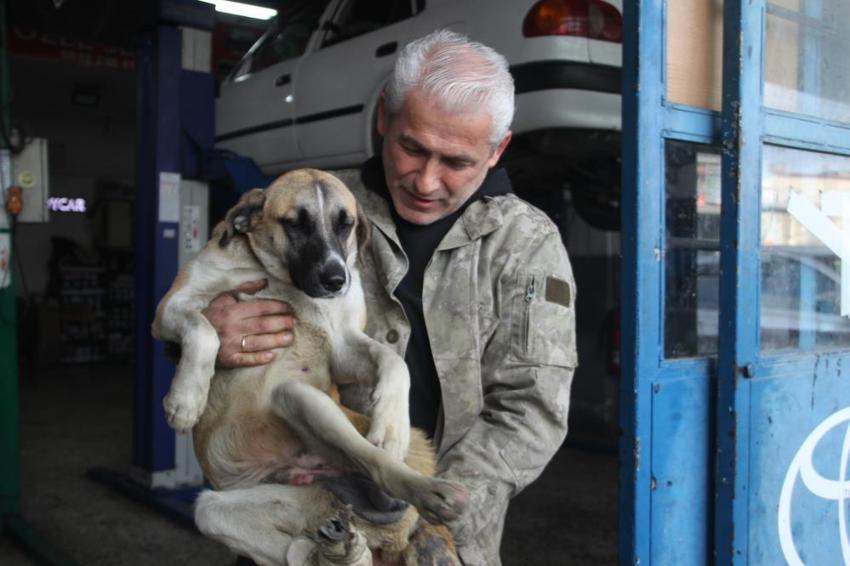 Ordu'da duygulandıran olay: Minibüs çarpan sokak köpeğini demirden yürüteçle hayata döndürdü