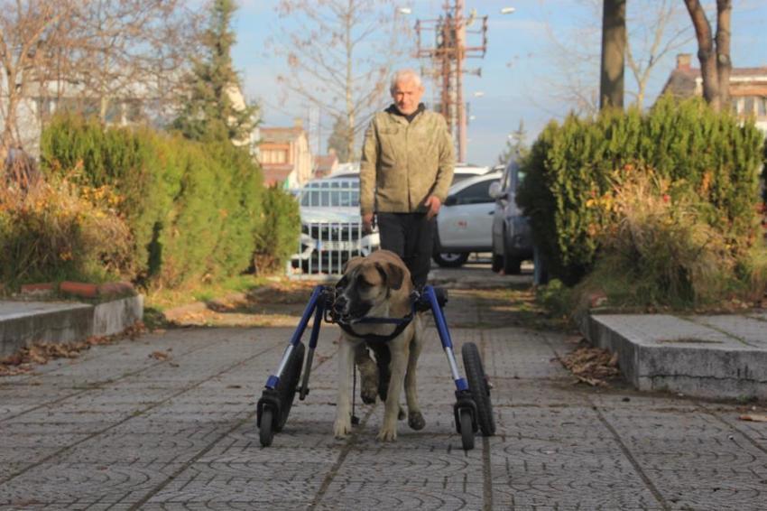 Ordu'da duygulandıran olay: Minibüs çarpan sokak köpeğini demirden yürüteçle hayata döndürdü