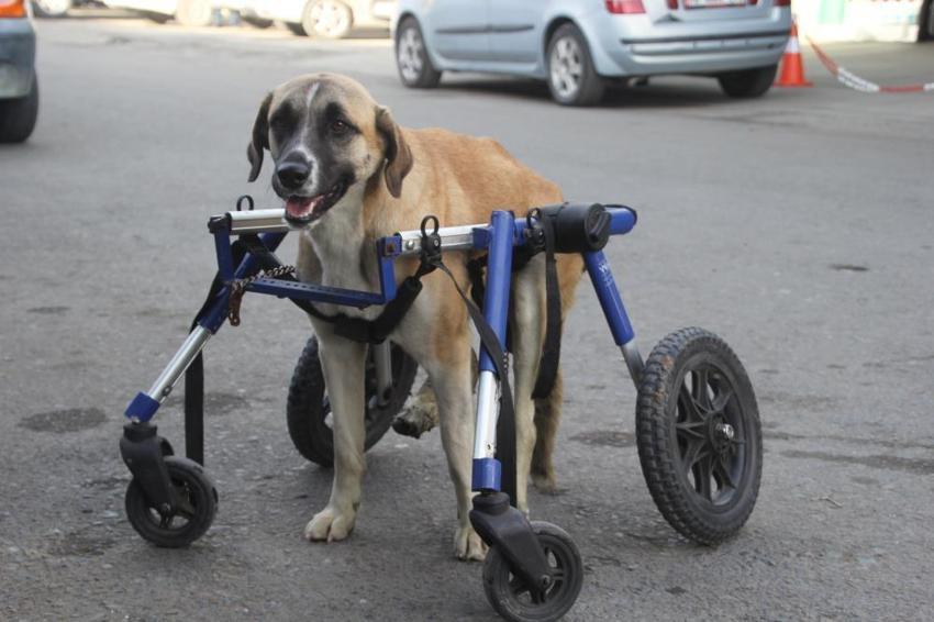 Ordu'da duygulandıran olay: Minibüs çarpan sokak köpeğini demirden yürüteçle hayata döndürdü