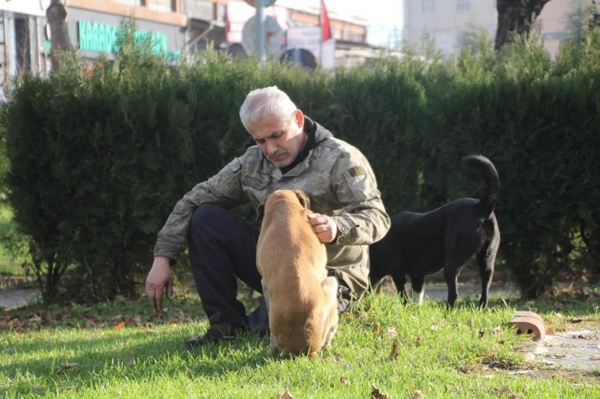 Ordu'da duygulandıran olay: Minibüs çarpan sokak köpeğini demirden yürüteçle hayata döndürdü