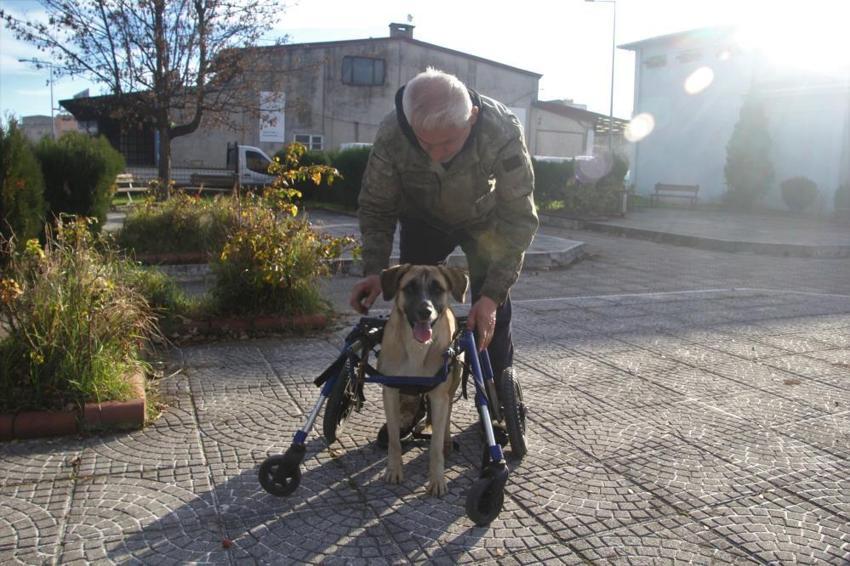 Ordu'da duygulandıran olay: Minibüs çarpan sokak köpeğini demirden yürüteçle hayata döndürdü
