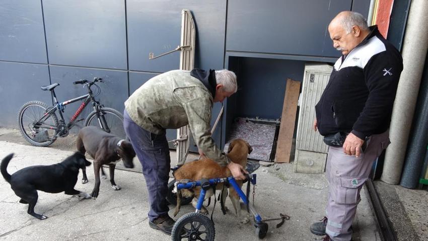 Ordu'da duygulandıran olay: Minibüs çarpan sokak köpeğini demirden yürüteçle hayata döndürdü