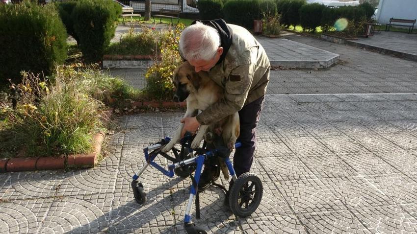 Ordu'da duygulandıran olay: Minibüs çarpan sokak köpeğini demirden yürüteçle hayata döndürdü