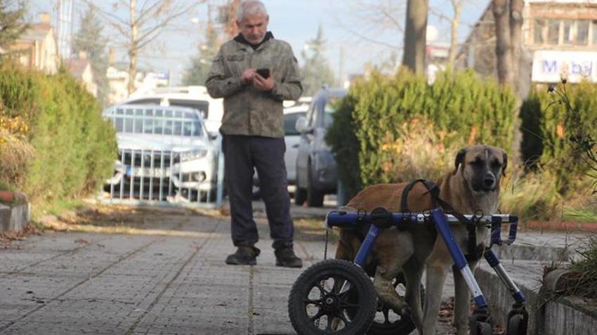 Ordu'da duygulandıran olay: Minibüs çarpan sokak köpeğini demirden yürüteçle hayata döndürdü