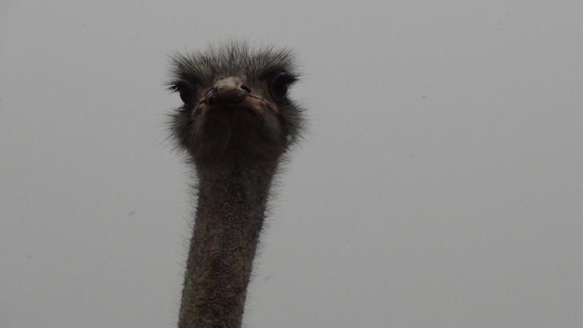 Kars'ta ilk deve kuşu çiftliği kuruldu! Her şey 22 yıl önce başladı