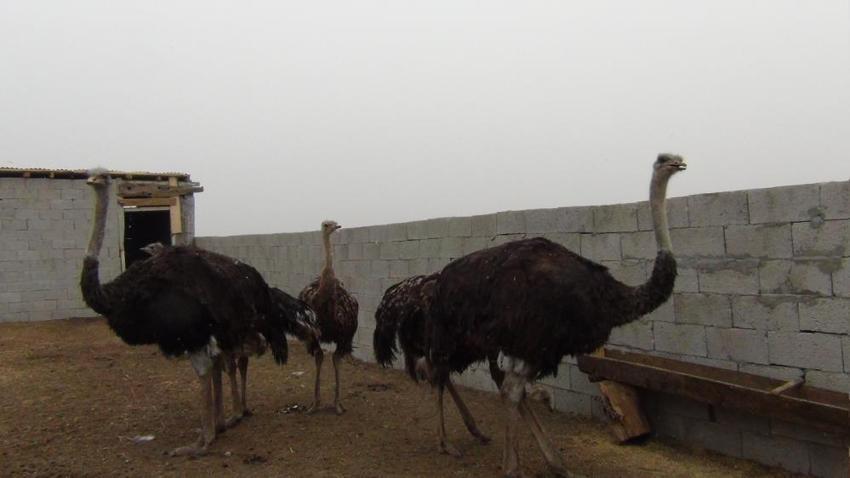 Kars'ta ilk deve kuşu çiftliği kuruldu! Her şey 22 yıl önce başladı