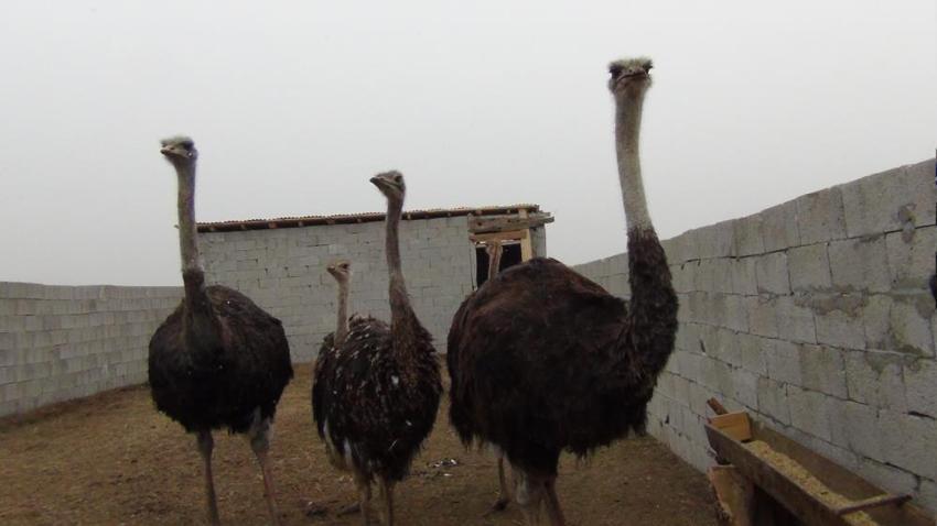 Kars'ta ilk deve kuşu çiftliği kuruldu! Her şey 22 yıl önce başladı