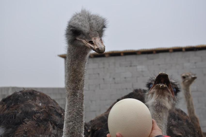 Kars'ta ilk deve kuşu çiftliği kuruldu! Her şey 22 yıl önce başladı