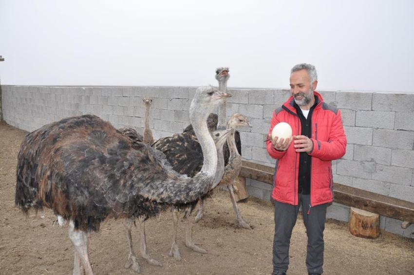 Kars'ta ilk deve kuşu çiftliği kuruldu! Her şey 22 yıl önce başladı