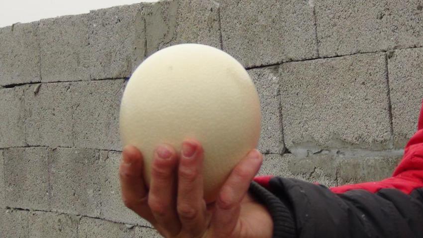 Kars'ta ilk deve kuşu çiftliği kuruldu! Her şey 22 yıl önce başladı