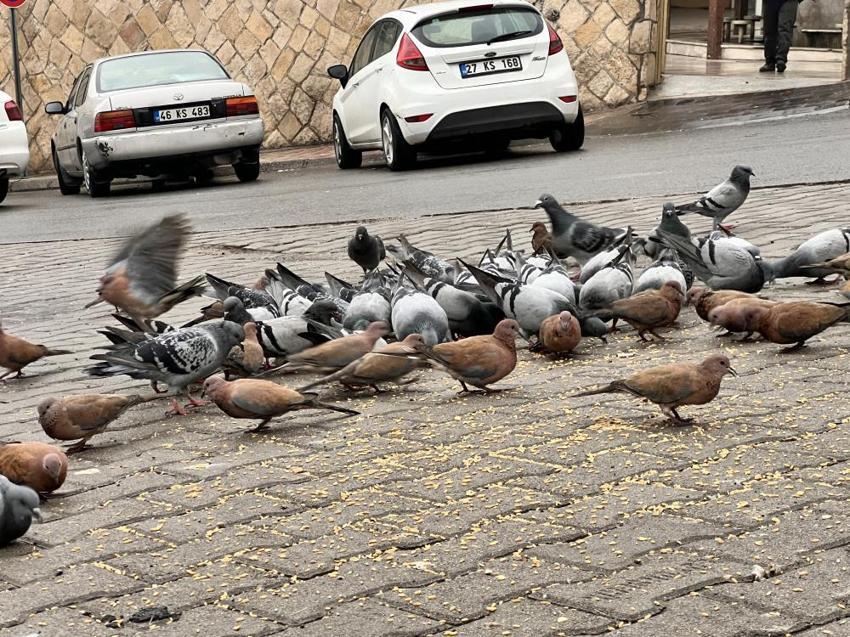 Depremde hasar alan cami önündeki güvercinleri her gün yemliyor! 