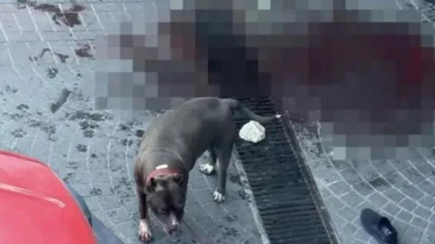 Pitbull saldırısında bacağını kaybetmişti! Savcı köpeğin sahibine ve bakıcısına hapis cezası istedi