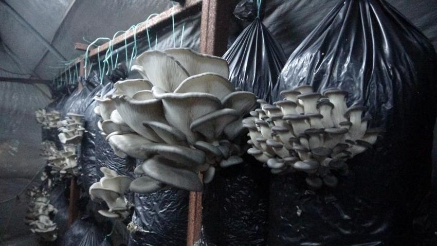 Malatyalı girişimci, serasında ayda 6 ton istiridye mantarı üretiyor
