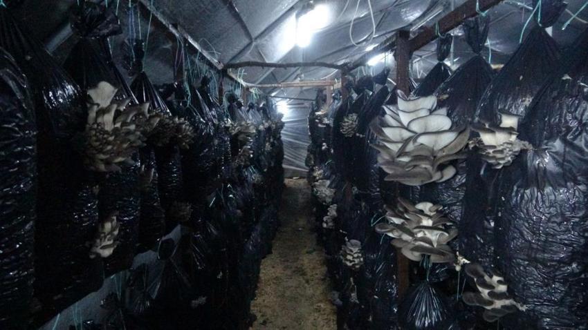 Malatyalı girişimci, serasında ayda 6 ton istiridye mantarı üretiyor