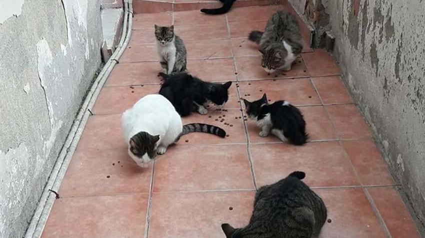 İzmir'de bir kadın ikinci el eşya satarak sokak hayvanlarına mama alıyor