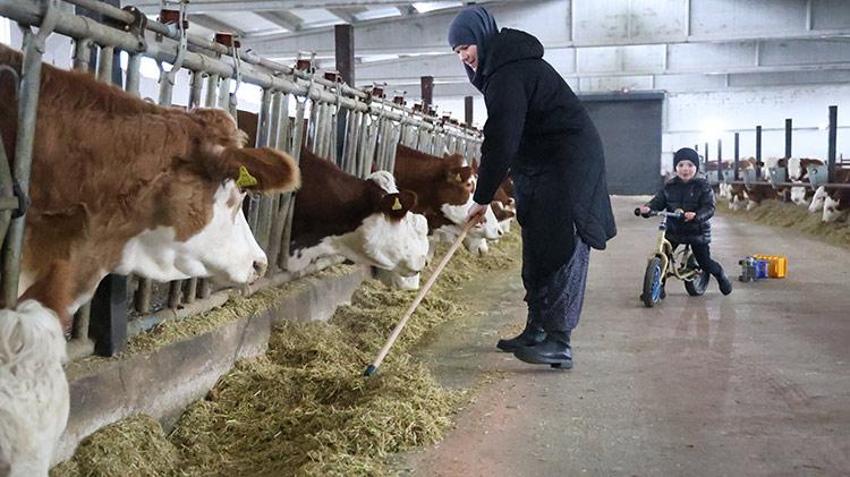 Hibe desteği ile Almanya'dan köyüne dönüp çiftlik kurdu!  432 ton üretim yapıyor 
