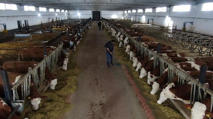 Hibe desteği ile Almanya'dan köyüne dönüp çiftlik kurdu!  432 ton üretim yapıyor 