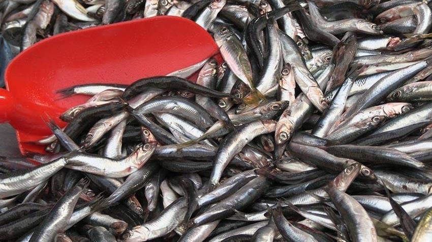Hamsi fiyatları bollukla beraber düştü, Edirne'de vatandaşlar sıraya girdi