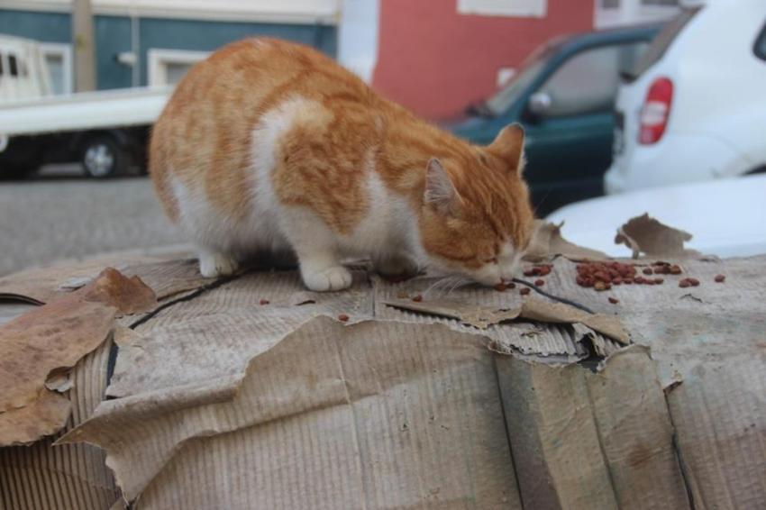 Sokak hayvanlarını bir kere besledi, o gün bu gündür beslemeye devam ediyor