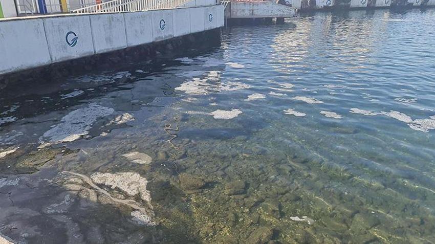 Deniz suyu soğumadı Marmara'da beklenen lüfer akını gerçekleşmedi