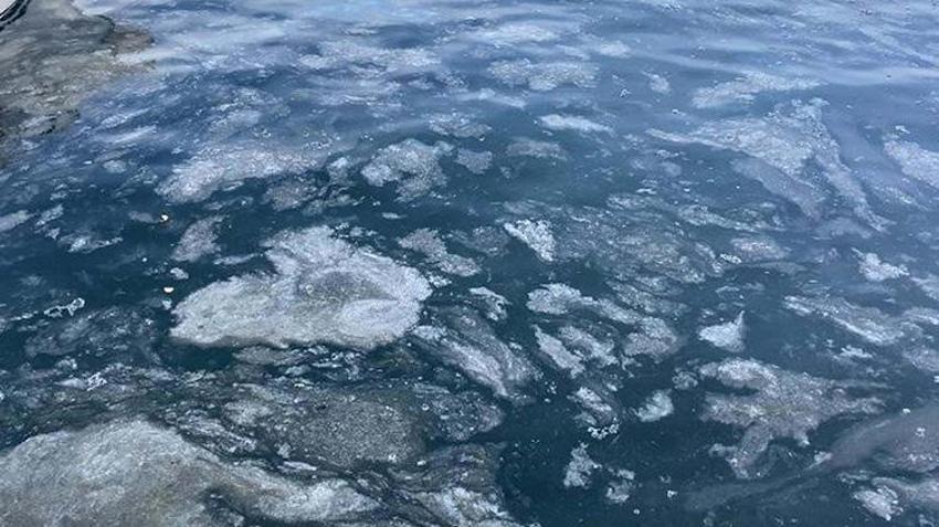Deniz suyu soğumadı Marmara'da beklenen lüfer akını gerçekleşmedi