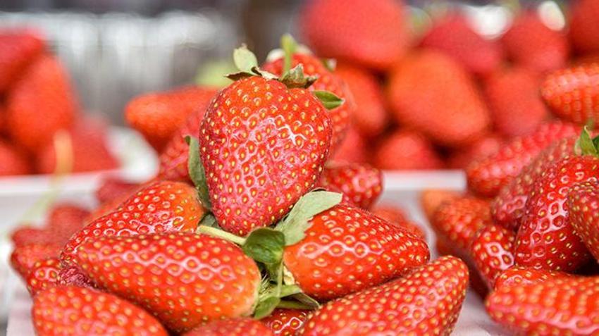 Antalya'da üretim alanı zarar gören çileğin tanesi 15 lira oldu!
