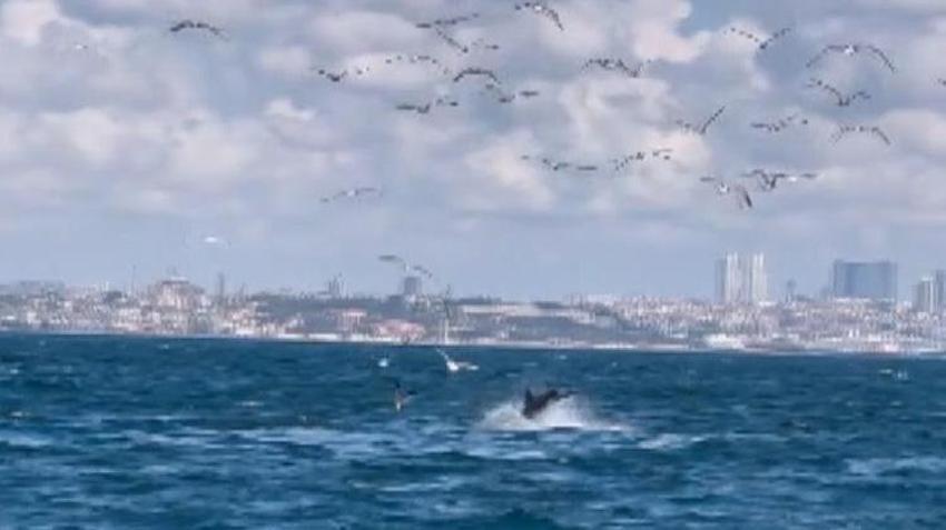 Kınalıada açıklarında yetişkin yunusun yaptığı hareket bilim dünyasını harekete geçirdi!