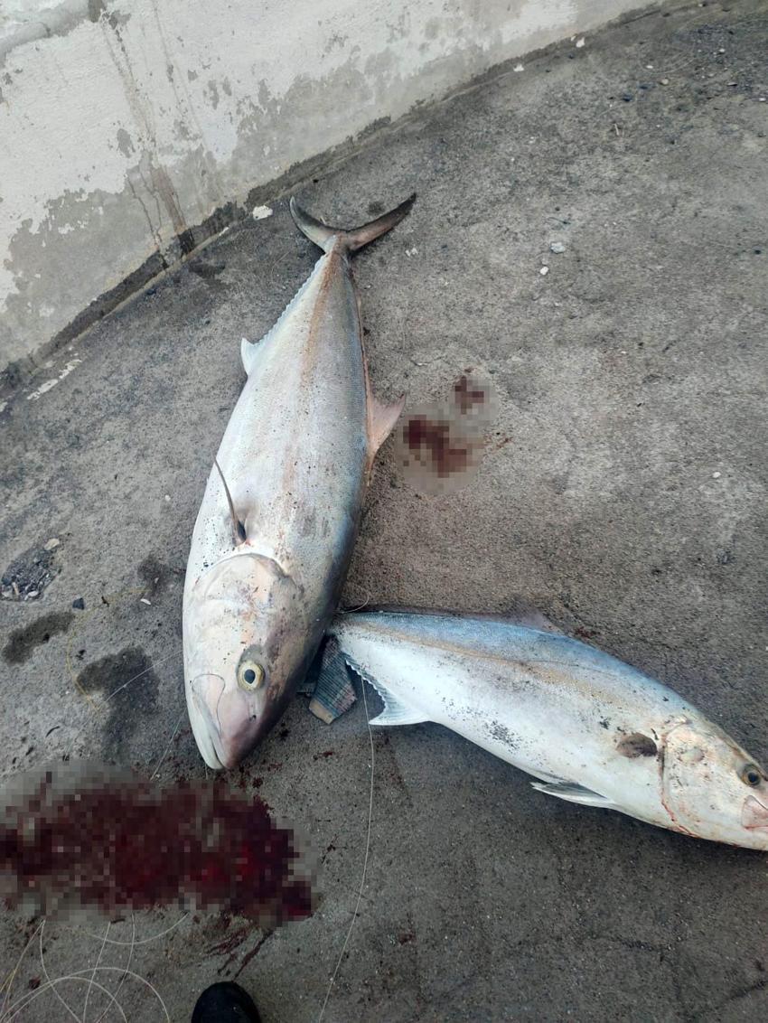 Hatay'da amatör balıkçı bir metrelik iki dev balığı tek seferde yakaladı 