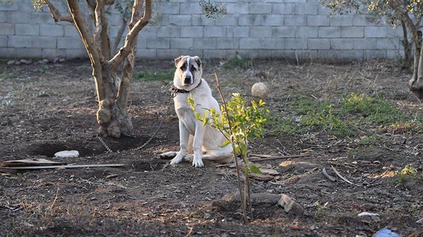 Hatay'da kuduz köpek tarafından ısırılan çocuk konuştu: Hiç havlamadan ayağıma atladı ve ısırdı. 