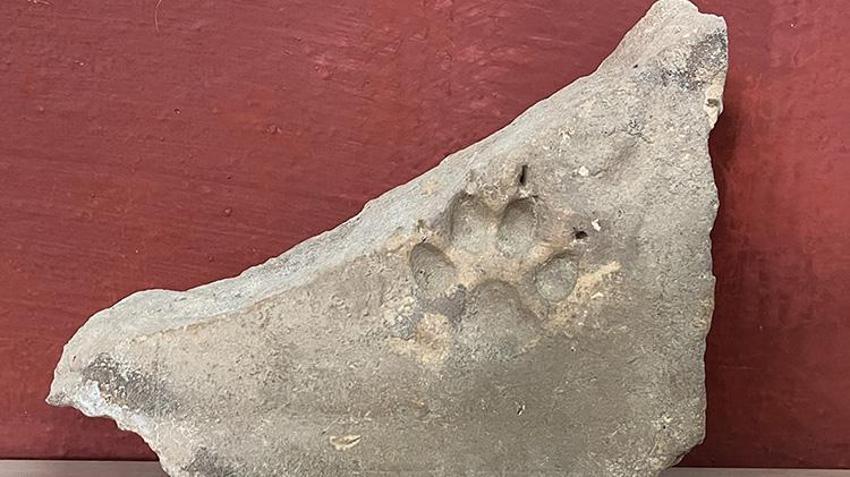 Muğla'da Herakleia Antik Kenti'ndeki kazılarda eserlerin üzerinde pati izlerine rastlandı