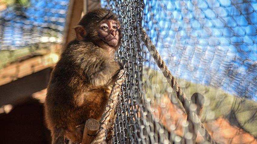 Antalya'da x-ray'den geçerken bulunmuştu! Maymun 'Fıstık'a Antalya havası iyi geldi