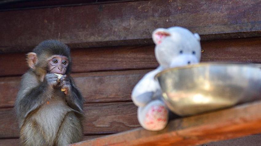 Antalya'da x-ray'den geçerken bulunmuştu! Maymun 'Fıstık'a Antalya havası iyi geldi