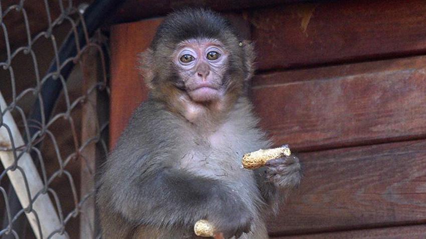 Antalya'da x-ray'den geçerken bulunmuştu! Maymun 'Fıstık'a Antalya havası iyi geldi