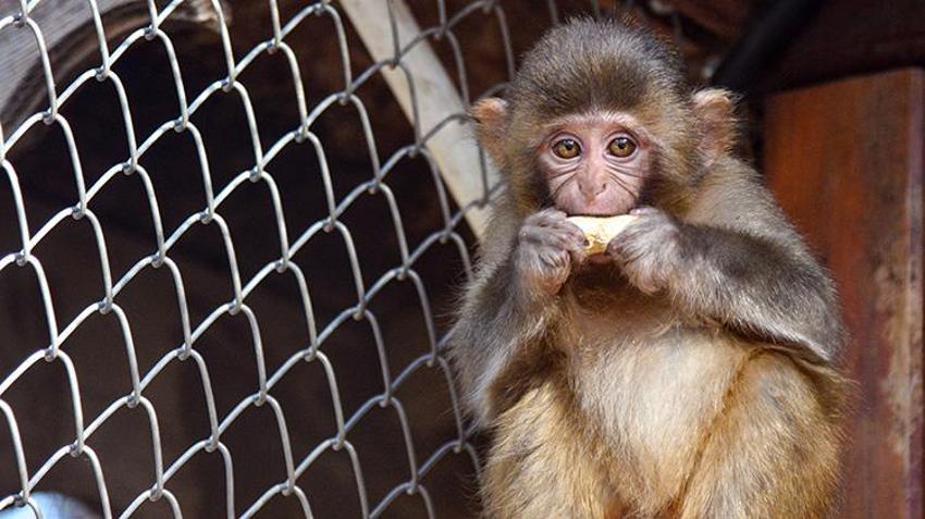 Antalya'da x-ray'den geçerken bulunmuştu! Maymun 'Fıstık'a Antalya havası iyi geldi