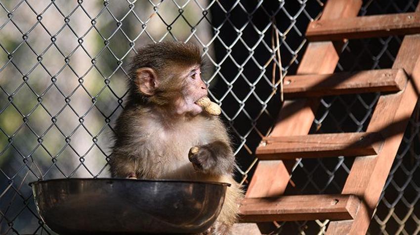 Antalya'da x-ray'den geçerken bulunmuştu! Maymun 'Fıstık'a Antalya havası iyi geldi