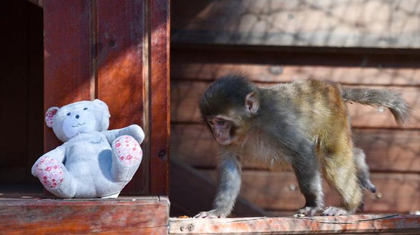 Antalya'da x-ray'den geçerken bulunmuştu! Maymun 'Fıstık'a Antalya havası iyi geldi