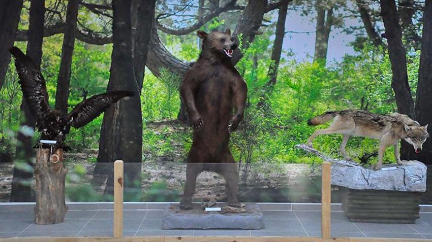 Türkiye'nin çeşitli yerlerinde ölen hayvanlar tahnit edilerek Manisa Spil Dağı'nda sergilendi