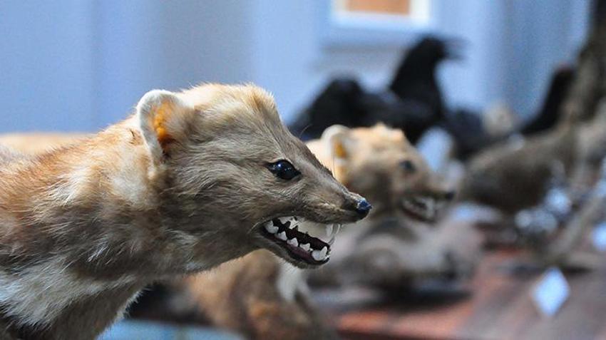 Türkiye'nin çeşitli yerlerinde ölen hayvanlar tahnit edilerek Manisa Spil Dağı'nda sergilendi