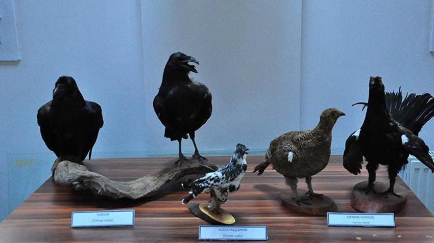 Türkiye'nin çeşitli yerlerinde ölen hayvanlar tahnit edilerek Manisa Spil Dağı'nda sergilendi