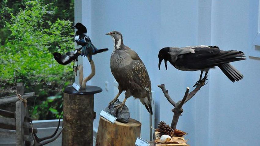 Türkiye'nin çeşitli yerlerinde ölen hayvanlar tahnit edilerek Manisa Spil Dağı'nda sergilendi