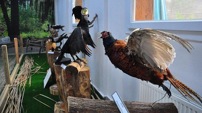 Türkiye'nin çeşitli yerlerinde ölen hayvanlar tahnit edilerek Manisa Spil Dağı'nda sergilendi