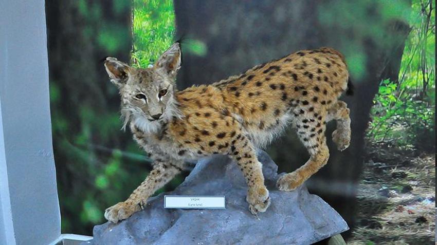 Türkiye'nin çeşitli yerlerinde ölen hayvanlar tahnit edilerek Manisa Spil Dağı'nda sergilendi