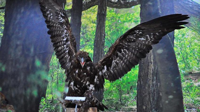 Türkiye'nin çeşitli yerlerinde ölen hayvanlar tahnit edilerek Manisa Spil Dağı'nda sergilendi