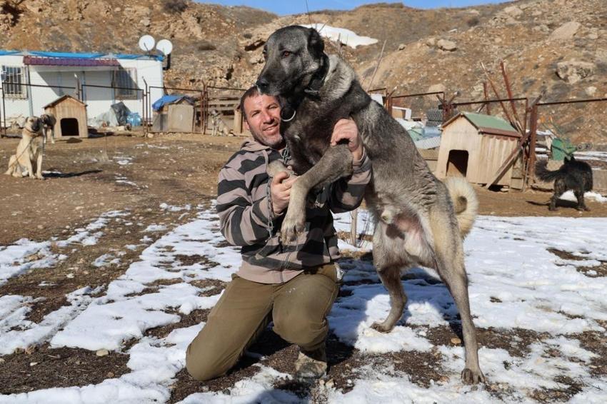 Pusuyu böyle kurup, kurdu böyle avlıyor! Kangal köpeğinin özellikleri hayran bırakıyor