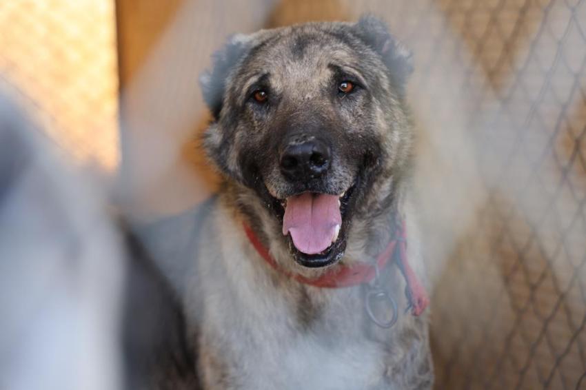 Pusuyu böyle kurup, kurdu böyle avlıyor! Kangal köpeğinin özellikleri hayran bırakıyor