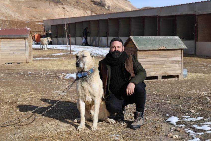 Pusuyu böyle kurup, kurdu böyle avlıyor! Kangal köpeğinin özellikleri hayran bırakıyor